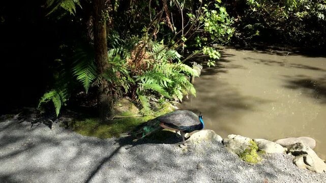 Peacock Walking Beside Pond In Lush Fern Garden
