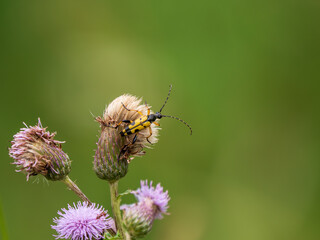 Black-and-yellow Longhorn Beetle on Creeping Thistle