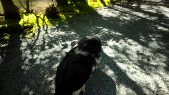 Small Piglet Approaches For Feeding On Shaded Gravel Path