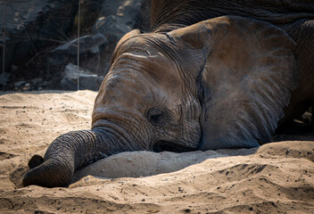 Obraz premium Close-up portrait of an African elephant resting its head in the sand at a zoo enclosure.