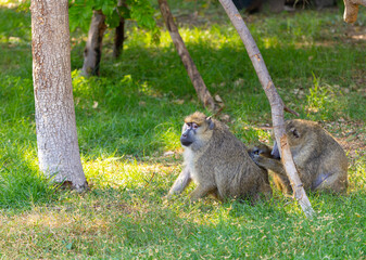 Two Olive Baboons (Papio anubis) engaging in social grooming behavior on green grass in a natural habitat.