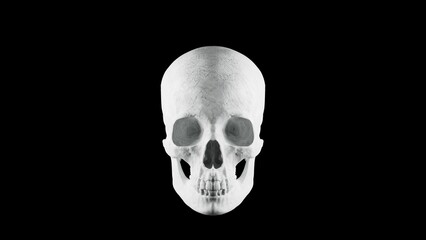 Realistic White Plaster Human Skull on Black Background