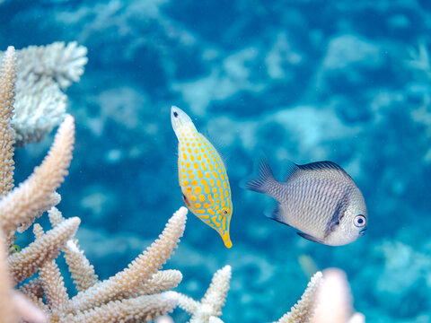 テングカワハギ, カワハギ科,
Harlequin filefish, Orange spotted filefish, Oxymonacanthus longirostris, 
美しいサンゴ礁と熱帯魚の群れ。
嘉比島沖縄県
島尻郡慶良間諸島座間味島-2025
沖縄本島から40km西方の諸島。30以上の島嶼群全体が国立公園に指定。珊瑚礁の青い海と白い砂浜は世界屈指の美。貴重な動植物が多数生息。
