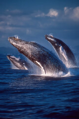 Fototapeta premium Pods of humpback whales gracefully leap from the ocean in a stunning display
