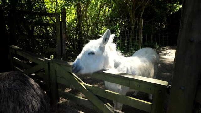 White donkey and emu in farm paddock