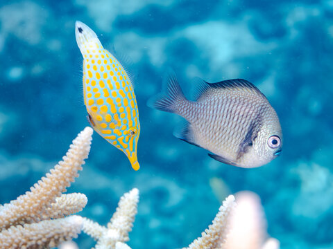 テングカワハギ, カワハギ科,
Harlequin filefish, Orange spotted filefish, Oxymonacanthus longirostris, 
美しいサンゴ礁と熱帯魚の群れ。
嘉比島沖縄県
島尻郡慶良間諸島座間味島-2025
沖縄本島から40km西方の諸島。30以上の島嶼群全体が国立公園に指定。珊瑚礁の青い海と白い砂浜は世界屈指の美。貴重な動植物が多数生息。
