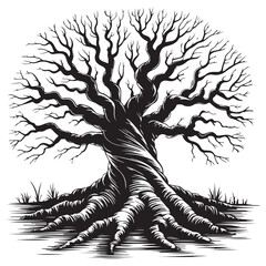 Bare tree with exposed roots on white background