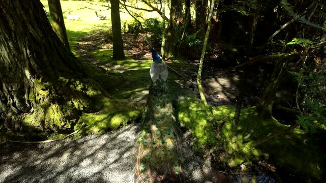 Peacock With Long Tail Walking Behind Tree In Forest Garden