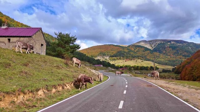 Driving through the Anso Valley to Zuriza, Valles Occidentales Natural Park in the Pyrenees, Aragon, Spain in Europe