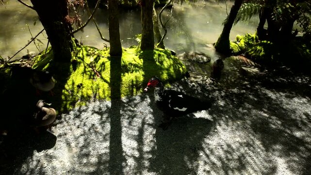 Peafowl Walking In Shade Near Lagoon In Forest Garden