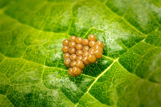 Braune Insekteneier Gruppe auf der Oberseite eines gr&uuml;nen Blattes mit intensiven Blattadern - Baden-W&uuml;rttemberg, Deutschland