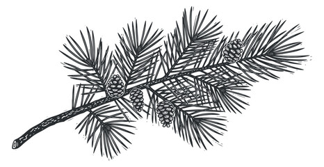 Naklejka premium A detailed illustration of a pine branch with cones in vintage hand-drawn style, perfect for nature-themed designs