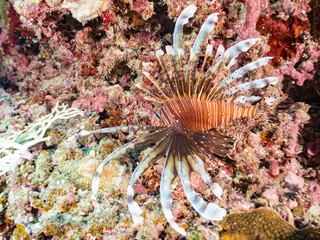 ハナミノカサゴ, ミノカサゴ亜科,
Red Lionfish, Pterois volitans,
美しいサンゴ礁と熱帯魚の群れ。
嘉比島沖縄県
島尻郡慶良間諸島座間味島-2025
沖縄本島から40km西方の諸島。30以上の島嶼群全体が国立公園に指定。珊瑚礁の青い海と白い砂浜は世界屈指の美。貴重な動植物が多数生息。
