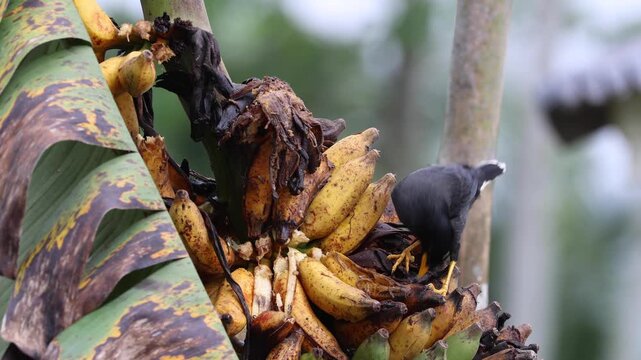 bird of paradise and banana fruit and eating.