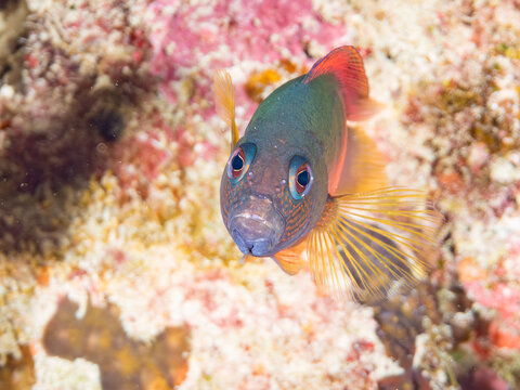 メギス, メギス科,
Firetail dottyback, Labracinus cyclophthalma, 
美しいサンゴ礁と熱帯魚の群れ。
嘉比島沖縄県
島尻郡慶良間諸島座間味島-2025
沖縄本島から40km西方の諸島。30以上の島嶼群全体が国立公園に指定。珊瑚礁の青い海と白い砂浜は世界屈指の美。貴重な動植物が多数生息。
