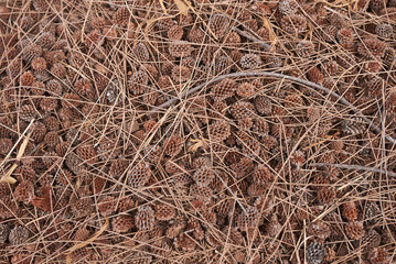 Casuarina equisetifolia tree 