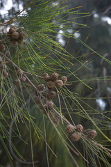Casuarina equisetifolia tree 