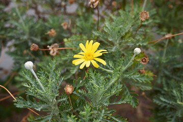 Euryops pectinatus plant close up