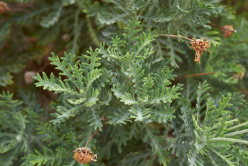 Euryops pectinatus plant close up