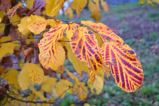 Detail of the autumn leaves of Parrotia persica