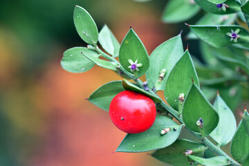 Leaves and red fruit of Ruscus aculeatus or butcher's broom