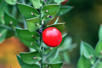 Leaves and red fruit of Ruscus aculeatus or butcher's broom