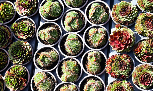 Cactus collection at an exhibition