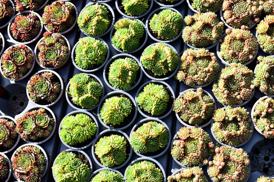 Cactus collection at an exhibition