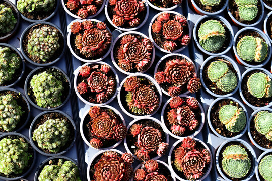 Cactus collection at an exhibition