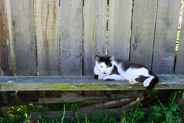 Village cat spotted in the street and basks in the sun on the porch