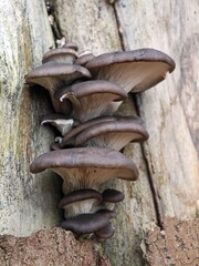 Wilde Austern Seitlinge 