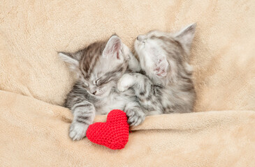 Two cute Maine coon kittens sleep on a bed at home with red heart