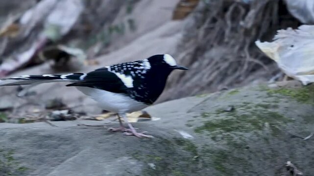A Spotted Forktail stands on a rock beside a forest stream, its black and white plumage contrasting with flowing water and shaded woodland surroundings.
