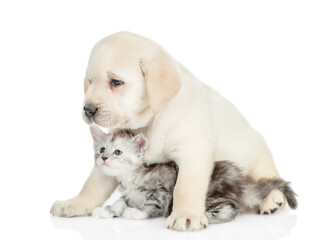 Friendly Golden retriever puppy hugs a tiny  maine coon kitten and looks away on empty space. isolated on white background