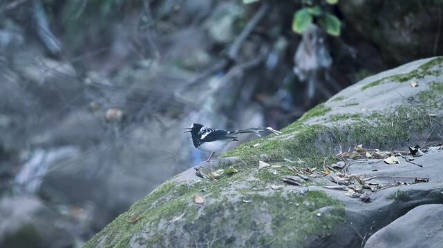 In a quiet woodland stream, a Spotted Forktail rests on a rock, adding life to the flowing water scene.