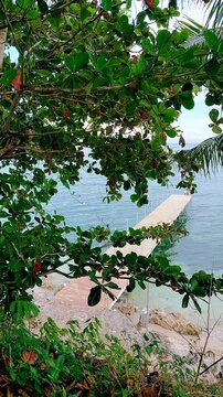Talisay tree branch and leaves framing the view of a boardwalk leading to the tranquil blue sea in Siquijor Island, Philippines