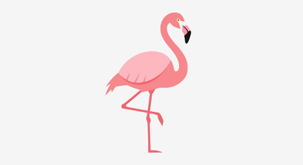 Elegant flamingo standing gracefully on one leg against a stark white background displaying