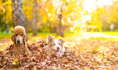 Happy Australian Shepherd dog and Poodle puppy sitting in a pile of autumn leaves together at sunny park. Empty space for text
