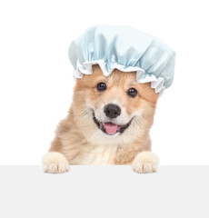 Happy Pembroke Welsh corgi puppy wearing shower cap looking above blank banner. isolated on white background.