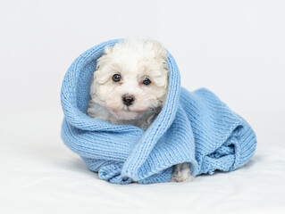 Cute Lapdog puppy wrapped in blue towel after bathing sitting on a bed