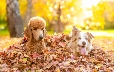 Two happy dogs sitting in a pile of autumn leaves together at sunny park. Australian shepherd dog and Poodle puppy sit together