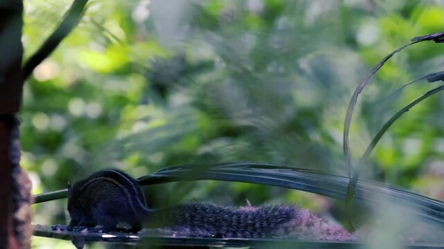 Striped squirrel eating rice in a lush green garden viewed through blurred foliage