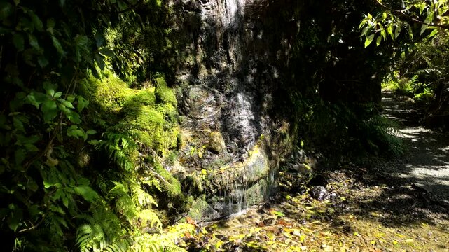 Small Waterfall Over Mossy Rock Wall In Forest Shade