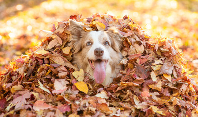 Happy adult Australian shepherd dog lying in a pile of autumn leaves at sunny park