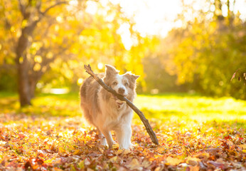 Playful Australian Shepherd dog running with a stick in its mouth at autumn park