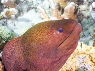 巨大なドクウツボ, ウツボ科,
Giant moray, Gymnothorax javanicus, 
美しいサンゴ礁と熱帯魚の群れ。
嘉比島沖縄県
島尻郡慶良間諸島座間味島-2025
沖縄本島から40km西方の諸島。30以上の島嶼群全体が国立公園に指定。珊瑚礁の青い海と白い砂浜は世界屈指の美。貴重な動植物が多数生息。
