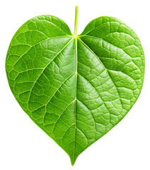 fresh heart leaf