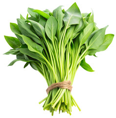 fresh water spinach isolated on white background