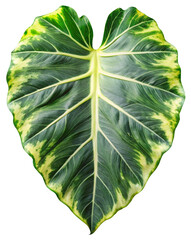 variegated alocasia elephant leaf