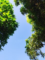 Obraz premium green leaves against blue sky